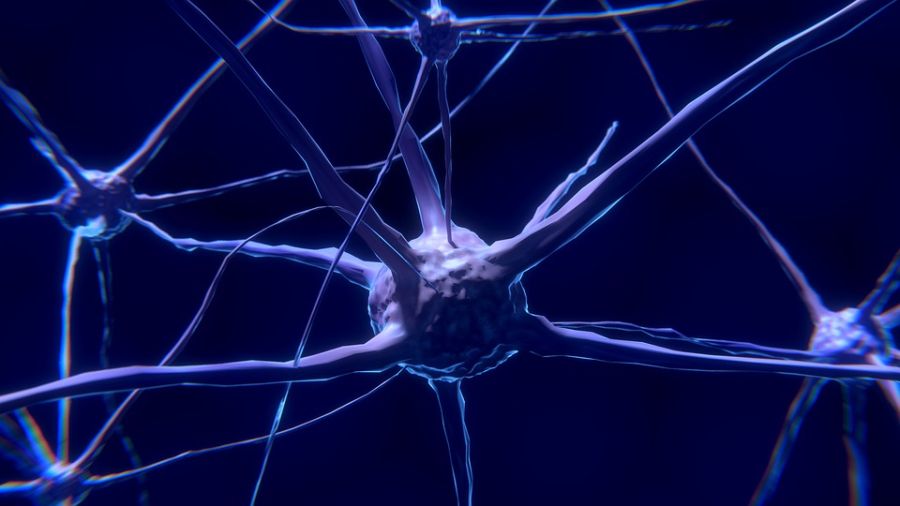 Proizvodnja neurona prestaje već sa 13 godina